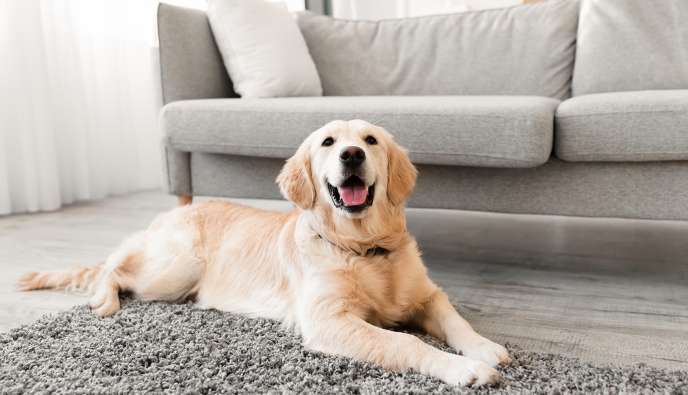 Happy Golden Retriever lying on a gray rug in a bright living room at Animal Emergency Center of Las Vegas and Henderson