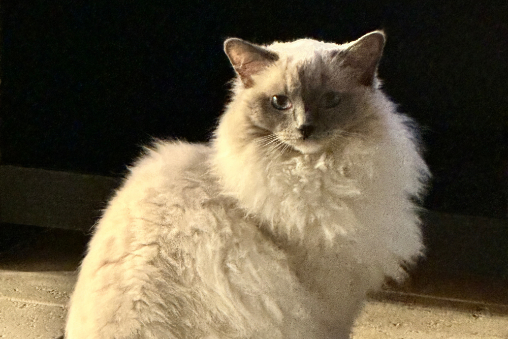 Fluffy cream-colored cat with gray markings sitting indoors. Animal Emergency Center provides after-hours and overnight veterinary care in Las Vegas, including nights, weekends, and holidays.