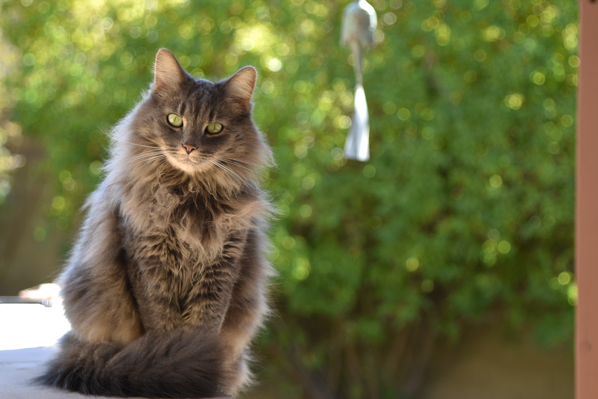 A fluffy, long-haired gray cat with green eyes sitting alertly outdoors at the Animal Emergency Center of Las Vegas